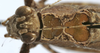 CollectionObject 1541600; b912425d-c77e-45a8-9ab5-38ab55e5656f, MNHN-EO-ENSIF1612: male pronotum, dorsal view (paratype of permaculata). (CollectionObject).
