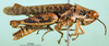 CollectionObject 1502282; 2ea5bc7b-6dc4-4cfe-aec9-e3a95df1aaa7: male, lateral view (paratype). (CollectionObject).