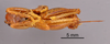 CollectionObject 1521987; ee2e2e7f-4555-4e5a-a05b-6772fade9f56: Female, ventral view (syntype). (CollectionObject).