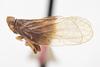 Habitus, lateral view: !! display not done !! on Oecleus seminiger Stål, 1862: (Observation).