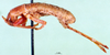 CollectionObject 1502521; 2066e8c1-1422-4597-b24d-6d0d9fd5de05: female, lateral view. (CollectionObject).