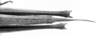 CollectionObject 1521495; a55de16e-c17d-4f8d-9cd1-c325aa984cec: Image Carbonell, C.S. female abdomen end, dorsal view (syntype). (CollectionObject).