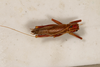 CollectionObject 1531464; 6ca851cb-19e7-4d6f-8142-cf51fdc29636: male, dorsal view (syntype). (CollectionObject).