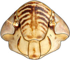 Head: Bonaspeia attia, face (INHS). (Observation).