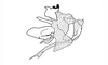 Leptopteracris nigra Carbonell & Descamps, 1978: Fig. 19. Mâle, complexe phallique de profil/ Male, phallic complex (lateral view). (Otu).