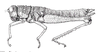 Nepiopteracris eburnifrons (Bruner, 1910): Fig. 133. female habitus. (Otu).