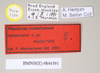 CollectionObject 1563900; NHMUK(SF IMPORT DUPLICATE) 844591-592, 2aa2e4b2-c696-4694-9198-2fb28c51cf20: copyright Natural History Museum, London. female, data labels (paratype). (CollectionObject).
