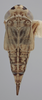 Habitus, dorsal view on Athysanella (Athysanella) pastora Blocker, 1988: Dorsal - Female. Paratype. (Observation).