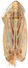 Habitus, dorsal view: !! display not done !! on Mendozellus asunctia Cheng, 1980: Habitus, male, dorsal view (holotype) (after Duan et al., 2017). (Observation).