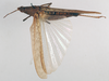 CollectionObject 1575296; c6a11c8b-c76c-4336-90a3-c625bfdcd5a9: female, dorsal view (allotype). (CollectionObject).