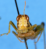 CollectionObject 1505069; aa0a1db7-b0ae-4084-beac-431688a568bc, DORSA D015AF01: female, frontal view (holotype of Eusitalces amazonicus). (CollectionObject).