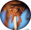 CollectionObject 1575884; ce38100d-0630-4fae-b0d7-b7cdccc5bd7c: male subgenital plate. (CollectionObject).
