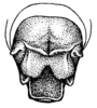 Anaulacomera (Bovicercora) alfaroi Rehn, 1918: Pl. 18, Fig. 25 (after type). male abdomen tip, dorsal view. (Otu).