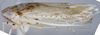 Habitus, lateral view: !! display not done !! on New species E: Loeia Duan, 2017: (Observation).
