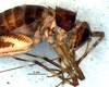 CollectionObject 1581937; 165bea9d-f074-4850-bb8b-8c339d587468: female, head and thorax, lateral view (allotype). (CollectionObject).