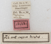 CollectionObject 1475890; NMW 13356, 2177ec5d-e8b8-4e74-a924-b551d8a21d4a: labels (holotype). (CollectionObject).