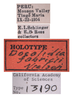Other on Docalidia fabricii Nielson, 1979: (Observation).
