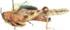 Anacridium wernerellum (Karny, 1907): male, lateral view. (Otu).
