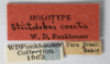 Other: !! display not done !! on Amblyophallus erectus (Funkhouser, 1919): (Observation).