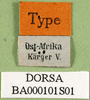 CollectionObject 1501406; 5dce35b8-085a-48b6-a6d0-78be4d359538, DORSA BA000101S01: labels (holotype of P. stenopterum). (CollectionObject).;CollectionObject 1570402; 5ace6ed2-b644-4481-a2a1-3fd996af8f03: labels (paratype of P. stenopterum). (CollectionObject).