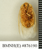 Heterogamodes ursina quadrispina Chopard, 1929: Copyright Natural History Museum, London. Paratype (adult male) in BM(NH). Ventral view. (Otu).