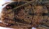 CollectionObject 1531826; NMW 22481, adf73bf2-3ddd-4646-8d30-852a1fad0258: male head and pronotum, dorsal view (holotype). (CollectionObject).