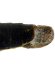Pygofer, lateral view: Caudal abdomen, lateral view. U.S.A., Texas, Valentine, KSEM. (Observation).