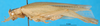CollectionObject 1501930; 76b329a2-b6d7-4e42-9ed5-10149ebce569: female, lateral view. (CollectionObject).