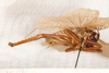 CollectionObject 1531235; e6fad094-bd9a-4131-831a-a5e489ace390: male, lateral view (holotype). (CollectionObject).