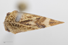 Habitus, dorsal view on Cyrtolobus arcuatus (Emmons, 1855): (Observation).