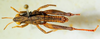 CollectionObject 1526832; dd341276-7aa0-4a3c-b239-02e63ea87116: male, dorsal view (paratype). (CollectionObject).