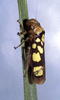 Habitus, dorsal view: !! display not done !! on Pseudometopia Schmidt, 1928: Pseudometopia sp. @ Peru, by R. Rakitov. (Observation).
