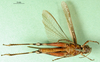 CollectionObject 1501346; dc2e97f1-201e-4bc0-8bc4-a5cc5b372398: female, ventral view (holotype of Chirista virgata). (CollectionObject).