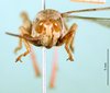 CollectionObject 1501940; d4f42aca-090b-48a2-b30d-6b16bcae480d: male, frontal view (paralectotype of Vitticatantops capicola). (CollectionObject).