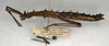 CollectionObject 1560932; NMW 452, 25e54f3c-9424-4d42-b96f-22e57ce06262: copyright NMW, Vienna. female, lateral view of Galactea imponens (holotype). (CollectionObject).