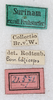 CollectionObject 1593690; 515a851e-49b4-43cd-9086-5837fe412ee0: labels (Conocephalus laticeps). (CollectionObject).