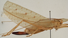 CollectionObject 1534586; 2892368b-cd27-40f1-9f89-7840d96ed5df: female, lateral view (syntype). (CollectionObject).