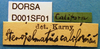CollectionObject 1591237; e8747eed-c52c-422f-a646-6554f70ebc08, DORSA D001SF01: labels. (CollectionObject).