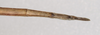 CollectionObject 1559064; 9c130f70-dfb2-439a-b847-574d280b5c2d: copyright OUMNH. female: end of abdomen, ventral view (holotype). (CollectionObject).