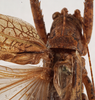 CollectionObject 1534517; ddce5745-606c-4dff-8207-20d30dc2e661: male stridulatory apparatus (holotype). (CollectionObject).