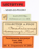 CollectionObject 1560967; e8ff3e6f-a972-4538-b797-5d6d921b51b2: copyright MNHN, Paris. male, data labels (lectotype). (CollectionObject).