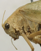 CollectionObject 1535913; d117365e-5930-4cff-9473-f18bc9f99a9f: female pronotum, lateral view (syntype). (CollectionObject).