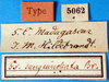 CollectionObject 1500156; 0e702e4b-4825-45ff-affa-a8be383f539c, MfN 5062: labels (holotype). (CollectionObject).