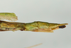 CollectionObject 1557506; 62e2d0ab-811f-4025-a83a-6af446a3af7b: copyright USNM, Washington. female: end of abdomen, lateral view (holotype). (CollectionObject).