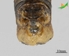 CollectionObject 2280459; d30ee321-b6e3-47d8-98da-2cfbbfd788ea, Unioeste Cascavel K-1313: Male, terminalia in dorsal view. (CollectionObject).