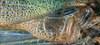 CollectionObject 1516724; 9932d429-f798-4284-bfce-2dea12f6f65f: male left mirror area (syntype). (CollectionObject).