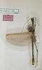 CollectionObject 1561901; edfac75e-788b-4047-b4e3-37aa2fde2830: copyright ZFMK. male (syntype). (CollectionObject).;CollectionObject 1561902; 113b4185-44ed-45fb-9fa0-15460984d233: copyright ZFMK. male (syntype). (CollectionObject).