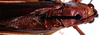 Scudderia ungulata Scudder, 1898: male pronotum and stridulatory area, dorsal view (lectoallotype). (Otu).