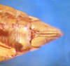 Sternite VII (female) on Carnoseta colomella (DeLong, 1981): Female paratype [OSU]: apical portion of abdomen, ventral view. (Observation).