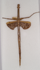 CollectionObject 1558207; MVMA T-13886, f81ef150-e846-4c69-bed7-16fa39ff323b: copyright MVMA, Melbourne. female of Phasma (Diura) briareus (holotype). (CollectionObject).